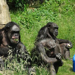 maxi & his girls (chimpanzee)