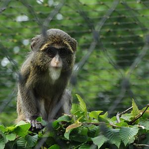 baby de brazza's monkey