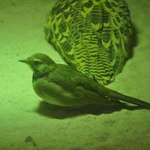 ID BIRD PRAGUE ZOO (2017)