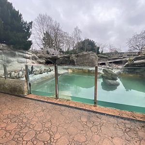 1st view of Humboldt penguin enclosure