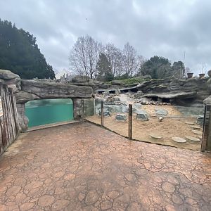 2nd view of Humboldt penguin enclosure