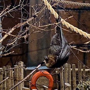 Rodrigues flying fox