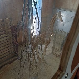 Giraffe house