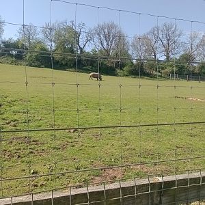 White rhino enclosures