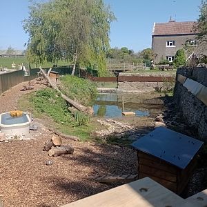 Asian short-clawed otter enclosure