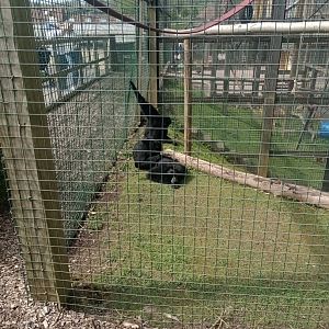 Siamangs