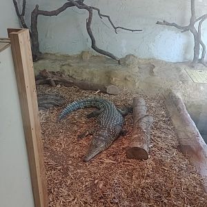 Nile crocodile