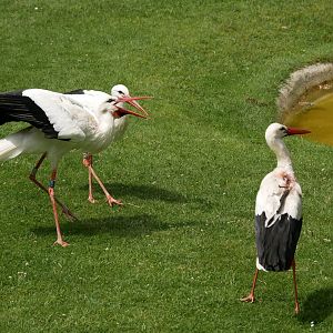 White stork (Ciconia ciconia)
