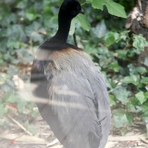 Grey-winged trumpeter (Psophia crepitans)