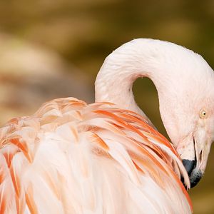 Chilean flamingo (Phoenicopterus chilensis)