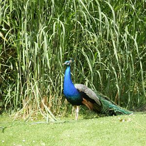 Indian peafowl (Pavo cristatus)