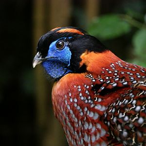 Temminck's tragopan (Tragopan temminckii) - male