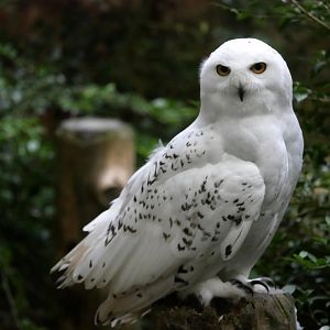Snowy owl (Bubo scandiacus)
