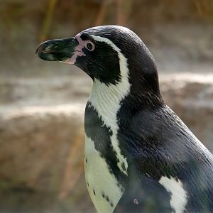 Humboldt penguin (Spheniscus humboldti)