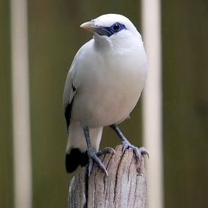 Bali myna (Leucopsar rothschildi)