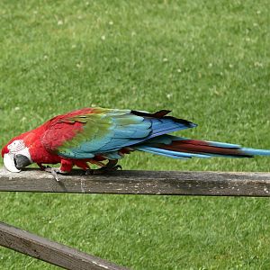 Red-and-green macaw (Ara chloropterus)