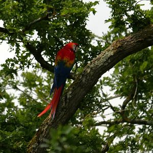 Scarlet macaw (Ara macao)