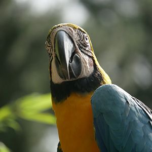 Blue-and-yellow macaw (Ara ararauna)