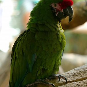 Military macaw (Ara militaris)
