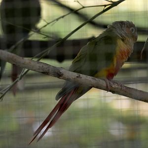 Green-cheeked parakeet (Pyrrhura molinae)