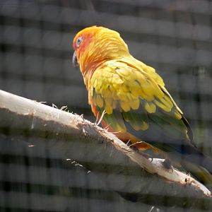 Sun conure (Aratinga solstitialis)