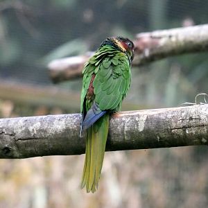 Ochre-marked parakeet (Pyrrhura cruentata)