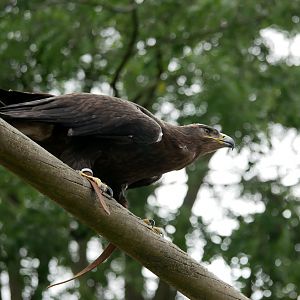 Steppe eagle (Aquila nipalensis)