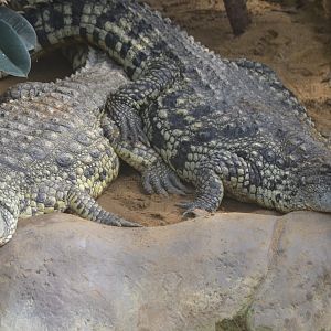 Nile crocodile pair