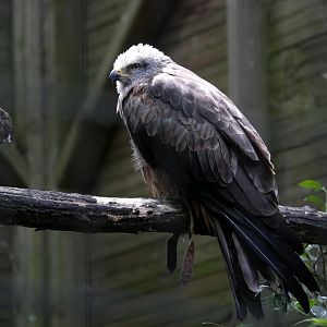 Black kite (Milvus migrans)
