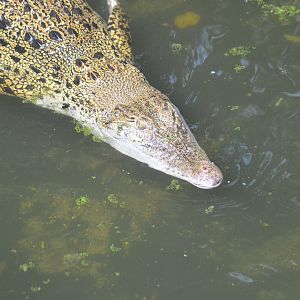Saltwater crocodile