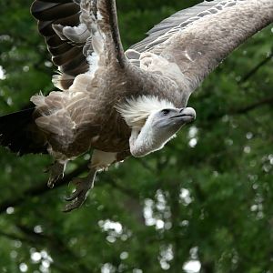 Eurasian griffon vulture (Gyps fulvus)