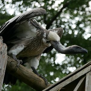 White-backed vulture (Gyps africanus)