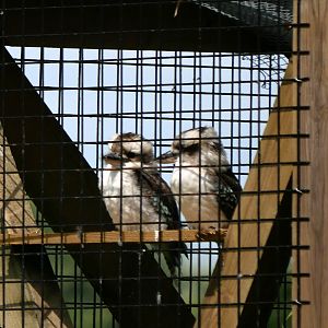Laughing kookaburra (Dacelo novaeguineae)