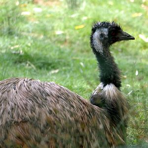 Emu (Dromaius novaehollandiae)