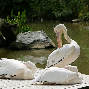 Great white pelican (Pelecanus onocrotalus)