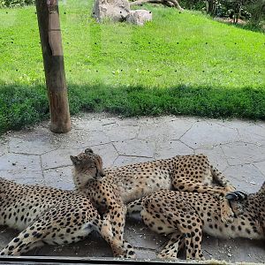 Cheetah Pile