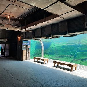 Polar Bear Underwater Viewing