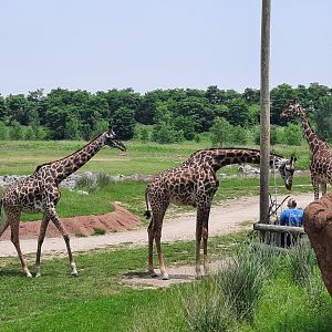 Reticulated and Masai Giraffe