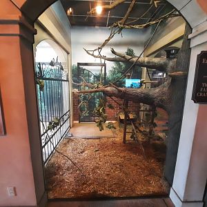 Prehensile Tailed Porcupine Exhibit
