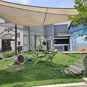 Serval Exhibit (Unseen)