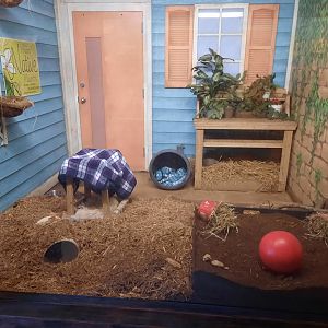 Armadillo Exhibit