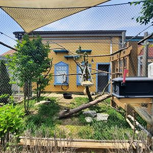 Southern Tamandua Exhibit