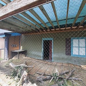 Indian and African Crested Porcupine Exhibit