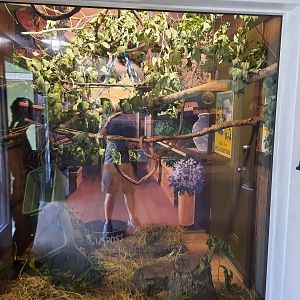 Greater Galago Exhibit