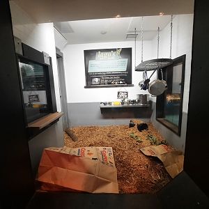 Virginia Possum Exhibit