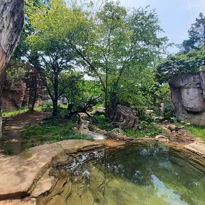 Amur Tiger Exhibit Upper Viewing