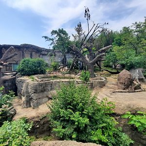 Sloth Bear Exhibit