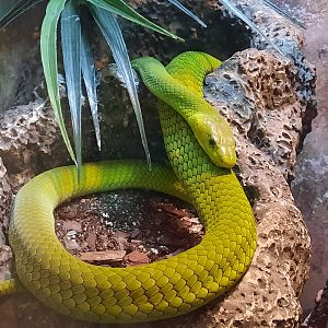 Green Mamba