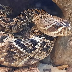 Timber Rattlesnake