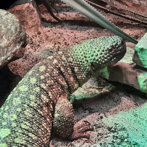 Mexican Beaded Lizard